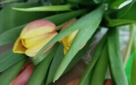 tulipany