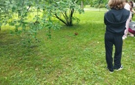 Na zdjęciu wiewi&oacute;rka w parku.